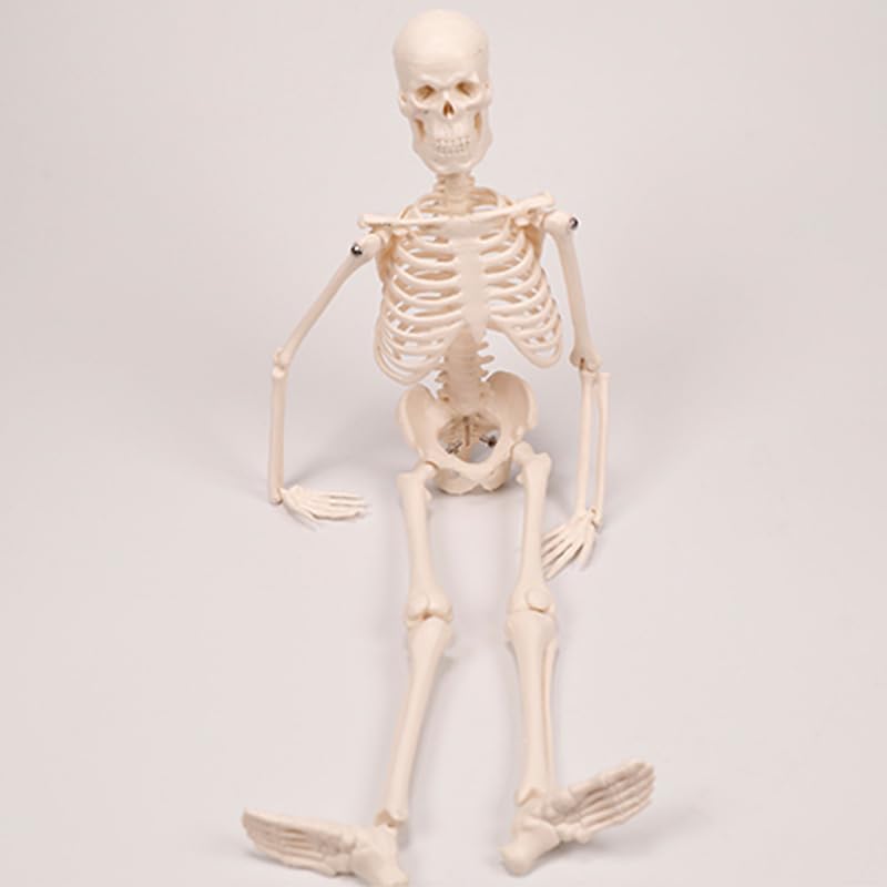 45cm (17") Mini Human Skeleton Model with Movable Arms and Legs, Scientific Model for Studying the Basic Details of the Human Skeletal System
