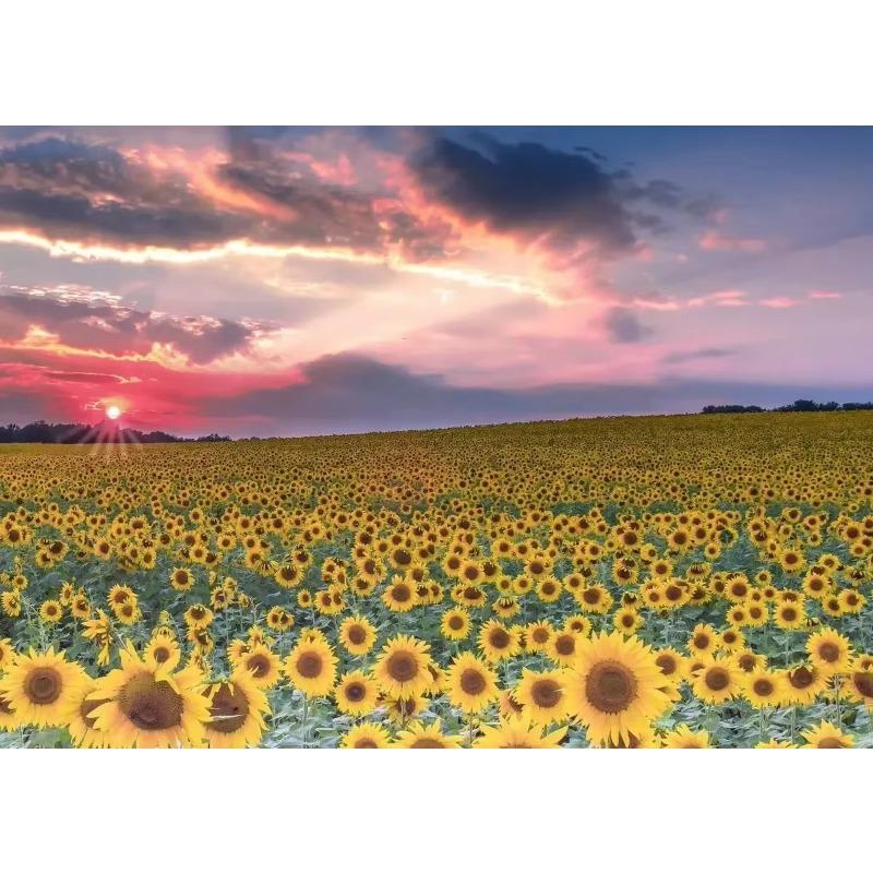 

Современное поле подсолнухов на закате Солнечный пейзаж Художественные постеры Холст Живопись и принты Картины для гостиной Домашний декор 21cm×30cm NoFrame