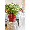 LECHUZA Flower Pot - Classico Premium LS 21 - Ø 22 X 20 Cm - 3 L - Complete Set - Self-watering - Bright Scarlet Red