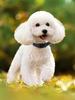 Reflective Dog Collar Adjustable Cat Collar Safety Nylon Pet Collar Durable Comfortable Reflective Pet Collar Pet Supplies