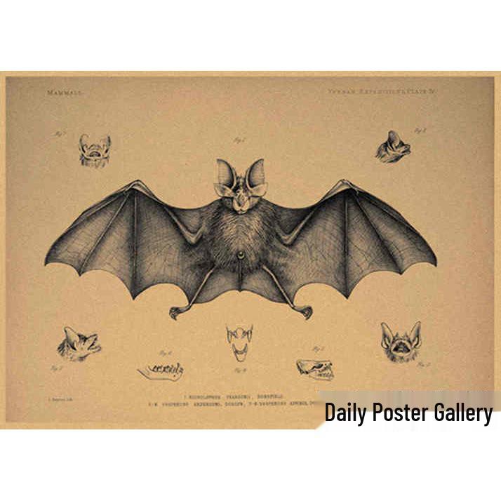 Retro Schmetterlings-Illustrationsposter: Handbemalte Tier-Wandkunst im Vintage-Stil, europäisch & amerikanisch