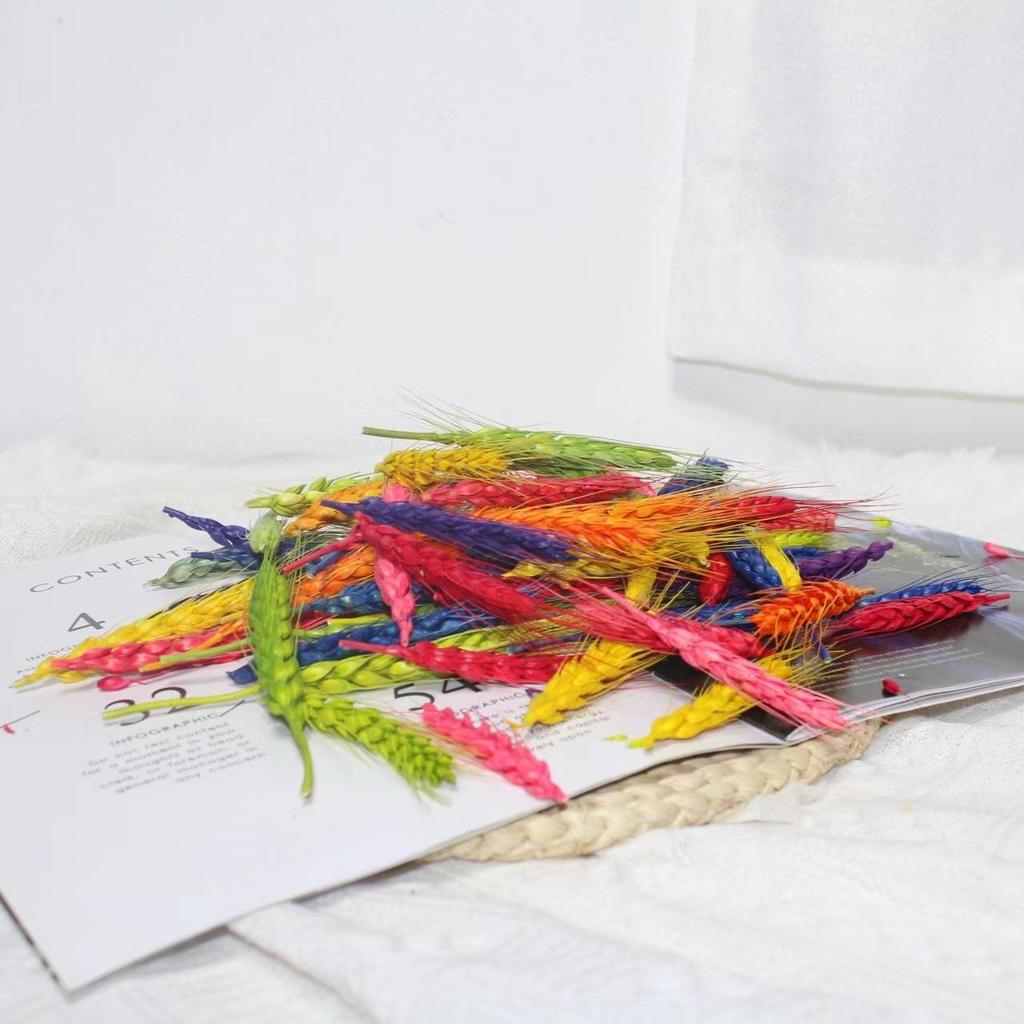 Christmas Pine Cones & Dried Flowers Pack - Eucalyptus, Pine Wood, Cotton, Handmade Photography Props