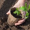30 Stück biologisch abbaubare Papierbrei-Tasse Pflanzenanzuchttöpfe Garten Gewächshaus Keimung Anzucht Pflanzwerkzeuge