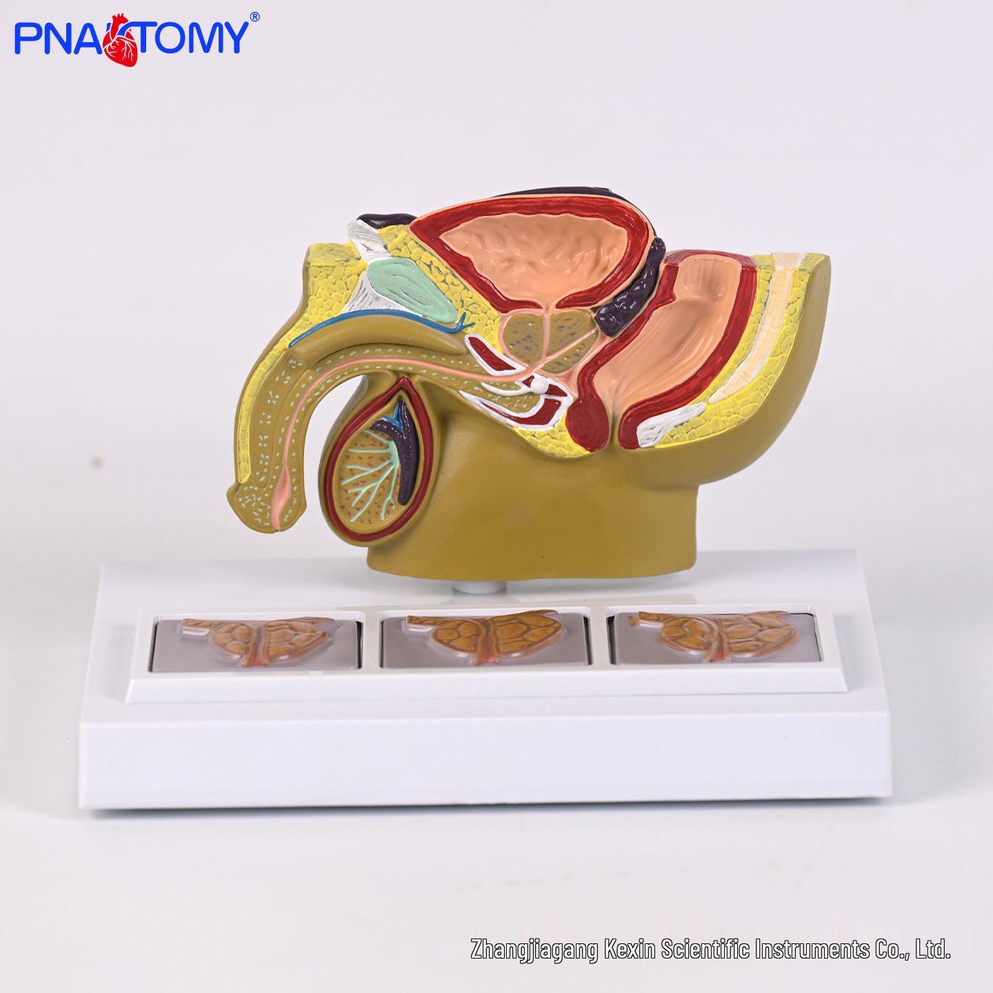 Male Pelvic & Prostate Anatomy Model for Teaching and Family Planning PNT-0763