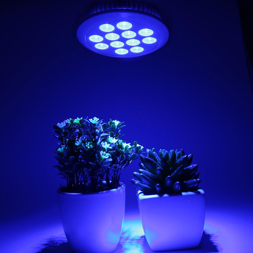 36W E27 LED Blue Light Grow Bulb for Indoor Succulents and Seedlings