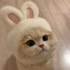 Plush Cute Rabbit Hat for Cats and Small Dogs Cat Decoration Accessories Soft Pet Supplies Cat Head Cover Hat
