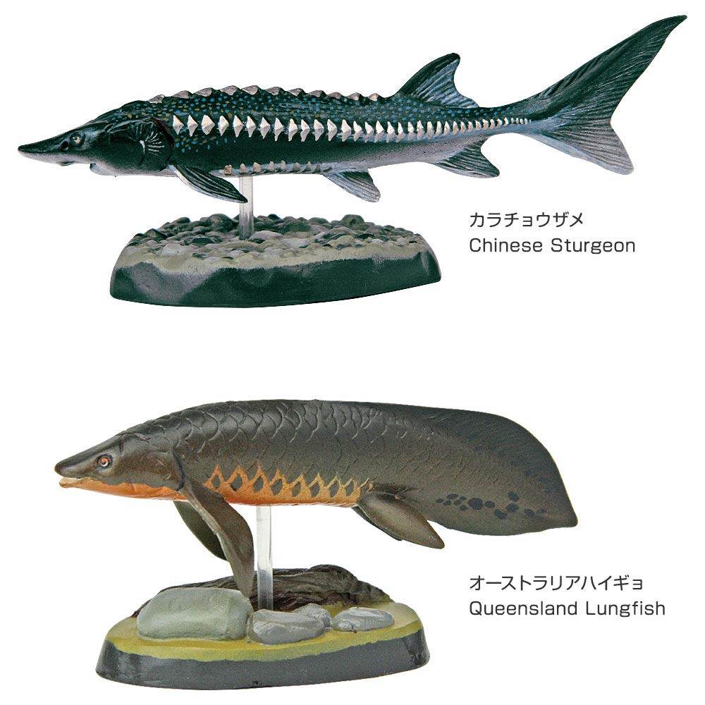 Carolata Ancient Fish Figure 3D Encyclopedia Creatures 7 Species With Realistic Figure Box Educational Toy Birthday Present Gift Sanitation Law Figure