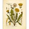 Vintage Wild Plant Canvas Malerier Botanisk Flower Study Peon Plakat og trykk Vegg Art Bilde for Stue Decor Cuadros