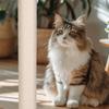 Cat Scratching Post Sisal Kitten Scratcher 8MM Screw Holes Nail Filing Toy For Medium Large Breed Kitten Puppy Relaxation