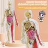 Human Body Model with Tray Tweezers Glow-in-the-dark Removable Human Torso Anatomy Teaching Aid School Students Organs Bones Learning Educational Toy