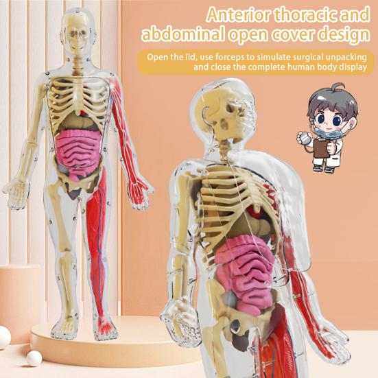 Model lidského těla s podnosem Pinzety Svítící ve tmě Odnímatelné Lidské torzo Anatomie Učební pomůcka Školní studenti Orgány Kosti Učení Vzdělávací hračka