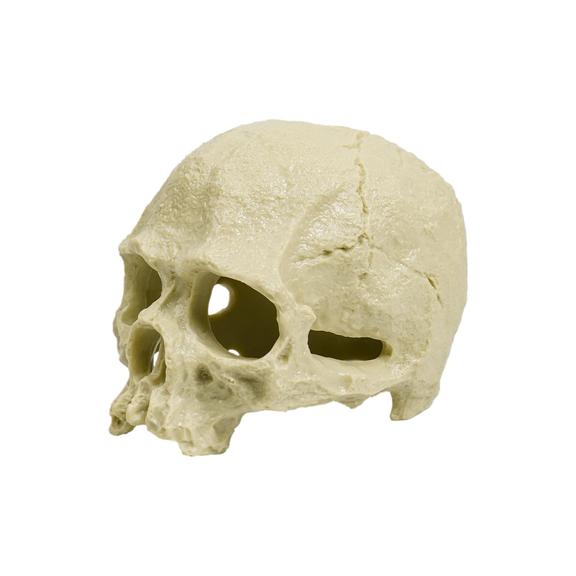 

Decorative Heads For Glassware And Aquariums One Size