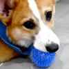 Pet Dog Toys Cat Puppy Sounding Toy Polka Squeaky Tooth Cleaning Ball TPR Training Pet Teeth Chewing Toy Thorn Balls Accessories