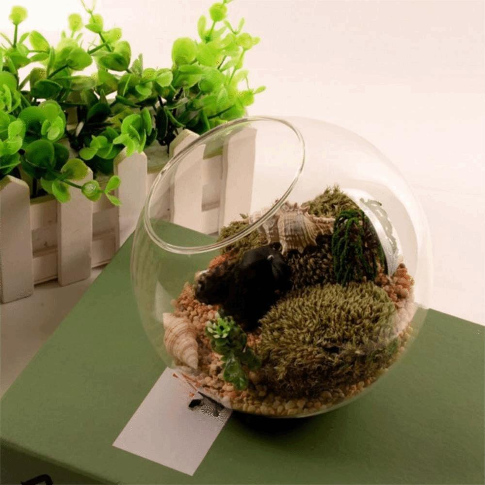 Oblique Clear Glass Ball Vase Transparent Plant Terrarium Succulents Plant Container  Home Decor