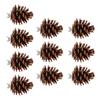 10pcs Bird Bite Pine Cones Natural Pine Cone Chewing Bird Toy for Parakeet Cockatiel Conure Finch Budgie Macaw