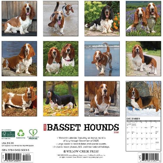 Willow Creek Press, Just Basset Hounds 2026 Wall Calendar, 12'' X 12'', 18-Month Calendar with Stapled Binding