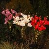 Solar Powered Solar Powered LED Garden Lights LED Lights Magnolia Flower Design Outdoor Garden Decorative Light Waterproof