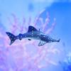Zwemmende Haai Walvis Ornament Simulatie Zee Dieren Nieuwigheid Onderwater Wereld Ornament Aquascaping Decoraties