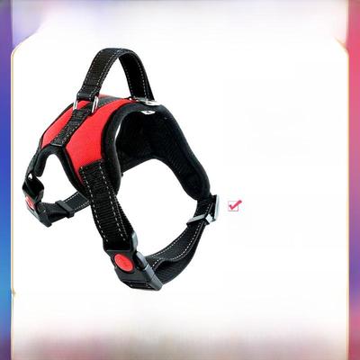 Cani – Collari e guinzagli per cani