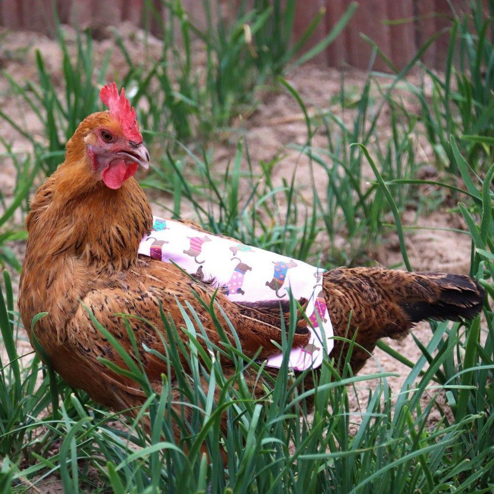 Hen Chicken Saddle Apron Feather Back Protector Single Strap Standard Chicken Jackets Poultry Vest Protection Holder