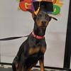 Yellow Tassels Dog Graduation Cap and BowTie Set for Pet Ceremonies Comfortable Polyester Party Accessory