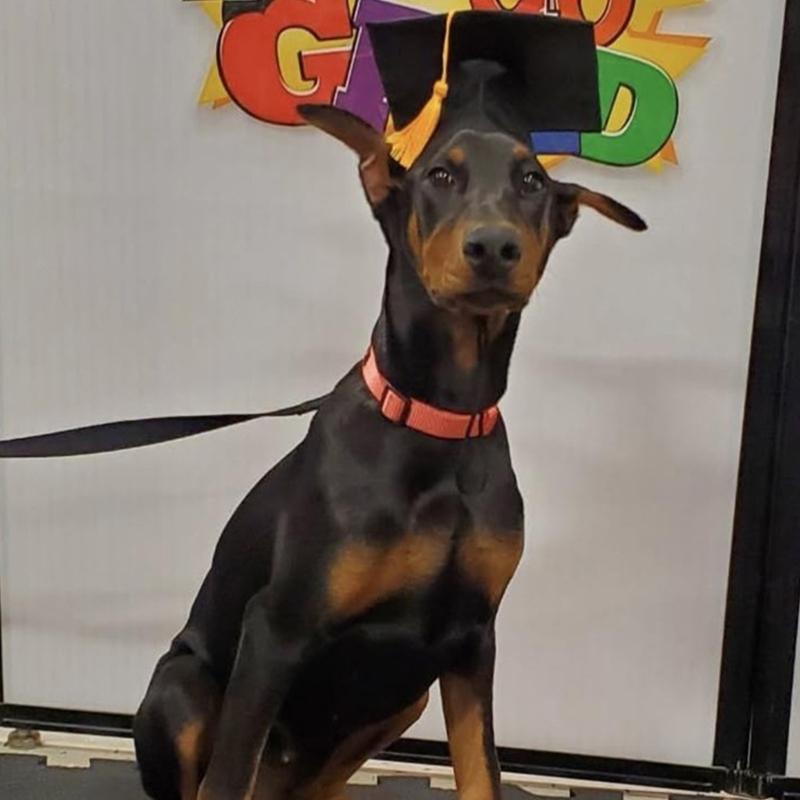 Yellow Tassels Dog Graduation Cap and BowTie Set for Pet Ceremonies Comfortable Polyester Party Accessory