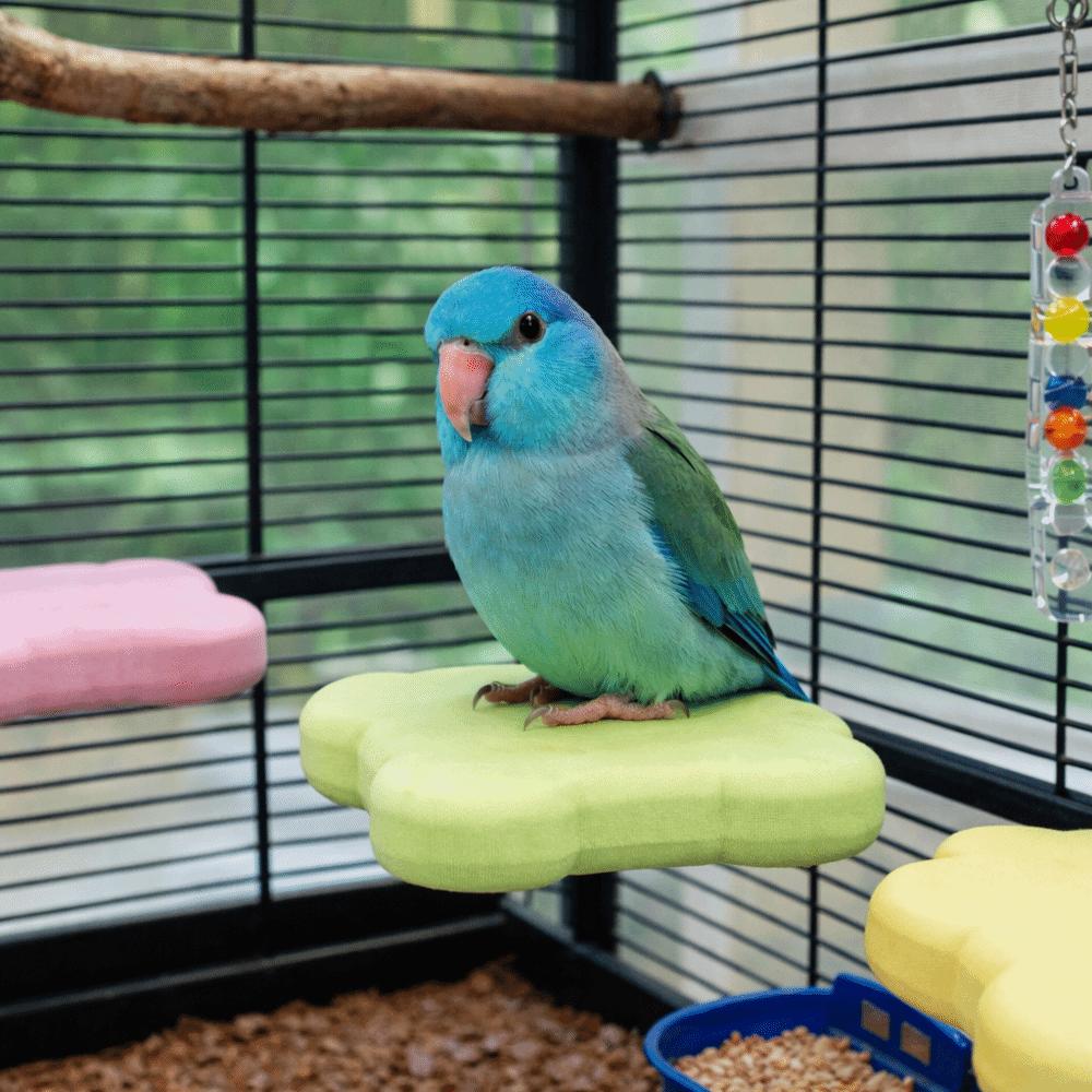 Detachable Pumice Parrot Stand Bite Resistant Tooth Grinding Claw Grinding Stand Wear Resistant Bird Resting Platform Training