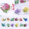1 boks 10g tørket blomst negldekorasjon 12 farger Naturlig blomsterblandet tørrblomst DIY smykker Charms Manikyr dekor UV Gel Polish Nail Art Supplies