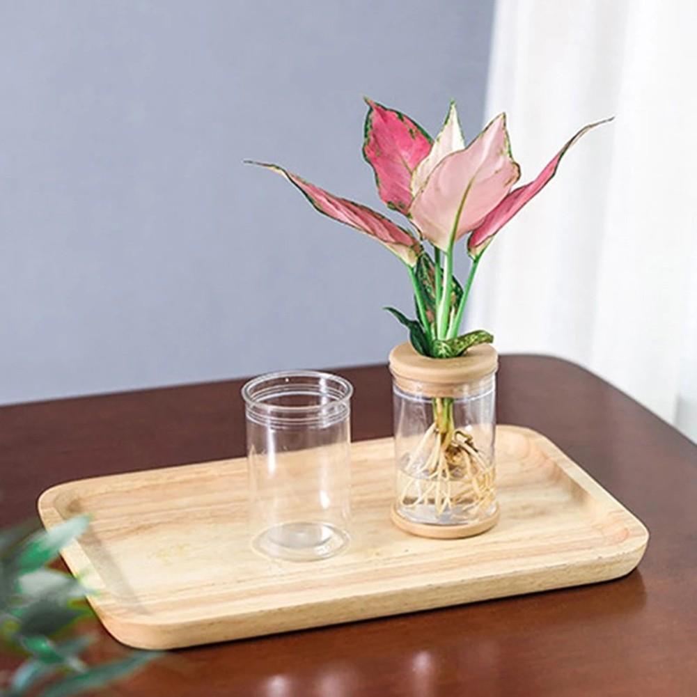 

Clear PET Container for Small Potted Plants Featuring Light Transmission Water Storage and Resistant PET Construction A