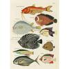 Vintage Insect Birds Fish Animal Educational Posters Home Bar Cafe Decor Art Wall Painting Wall Decor Poster Canvas Painting