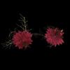 Dried Flowers. Flowers