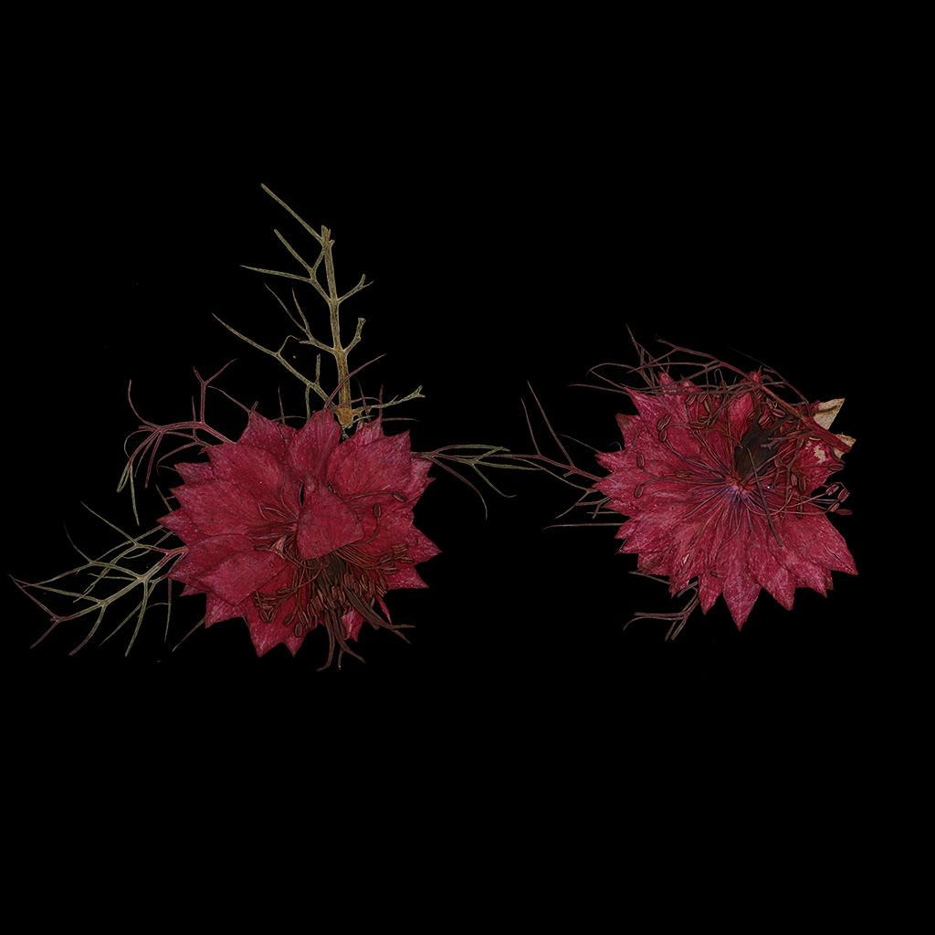 Dried Flowers. Flowers
