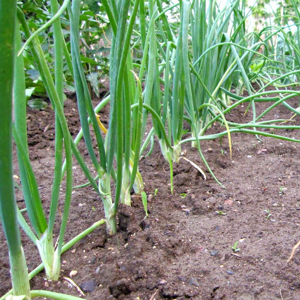 Uienzadenset / 9 populaire variëteiten / biologisch / niet-GMO