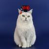 Traditional Cat Headdress Chinese Style Dog Hanfu Headband Puppy Pet New Year Headband  Dog/cat
