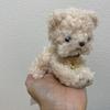 [USED] Sold out! Hashino Kurumi Teddy Bear Afternoon Tea