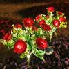 Solar 7-Kopf Rosen Außen LED Blumenlichter für Hofdekoration