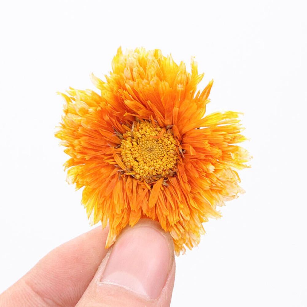 Chinese Marigold Tea Female Herbal Flower Calendula Officinalis Tea