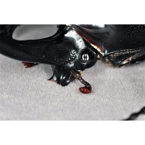 BACALYSO | Nirvana 1/1 Scale Atlas Beetle Figure, Refrigerator Ornament, Magnetic, Realistic, Adult, Illustrated, Insect, Beetle, Resin, Adult-Friendl