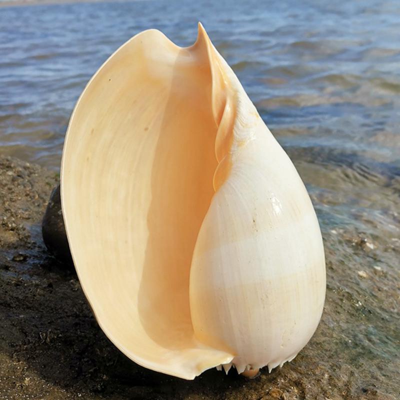 Large Conch Seashell Ornament for Wall Decor, Aquarium Aquascaping, and Sea Sound Collection