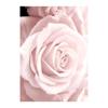 Scandinavian Pink Flower Cherry Blossom Rose Peony Nordic Posters And Prints Wall Art Canvas Painting Wall Pictures For Living Room