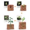 1 Box Biology Discovery Toy Realistic Frog Bee Panda Chick Butterfly Fish Plant Animal Life Cycle Learning Creative Toddler
