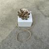 Jumping Spiders Platform Magnetic Perch Mushroom Shape Shelf Terrarium Habitat Decors Decorative Nest Perch