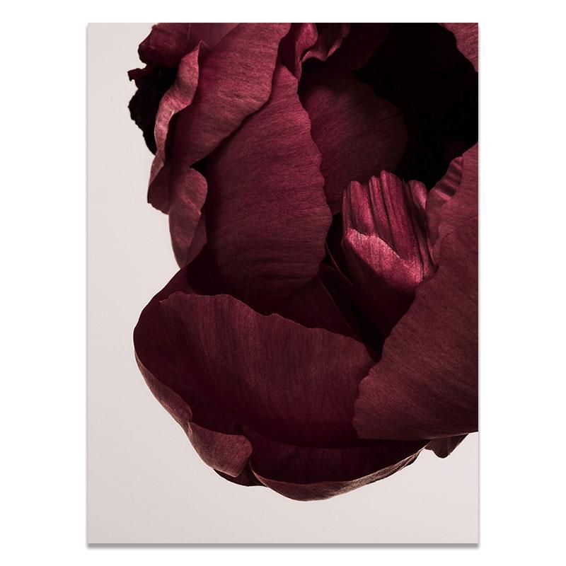 Skandinávské umění Květina Plakát Plakát Červené okvětní lístky růží Květinový tisk Malba Nástěnný obraz v severském stylu Moderní Dekor do obývacího pokoje