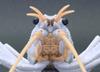 Fujimi Model Free Research Series Creatures American Crayfish Color Coded Plastic Model Free Research No.24 EX-2 (White) Non-scale 24EX-2