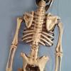 Human Skeleton Scary Skull Haunted House Halloween Prop Party Decor Atmosphere