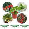 2/5/10Pcs Strawberry Support Stands with 3 Sturdy Legs Strawberry Growing Racks Berries Growing Frame Holder for Garden Homegrow