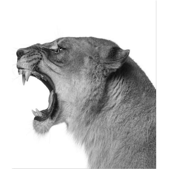 

Мужской Лев и львица, настенные художественные постеры с животными, модные HD принты, холст, картина для гостиной, коридор, эстетический декор, изображение 21x30 No Frame