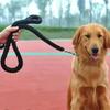 Correa para Perros Trenzada de Nylon de 8 Hilos de Alta Resistencia Cuerda para Mascotas Duradera Hecha a Mano Para Perros Medianos Grandes Paseo Entrenamiento Control Anti-Desgarro