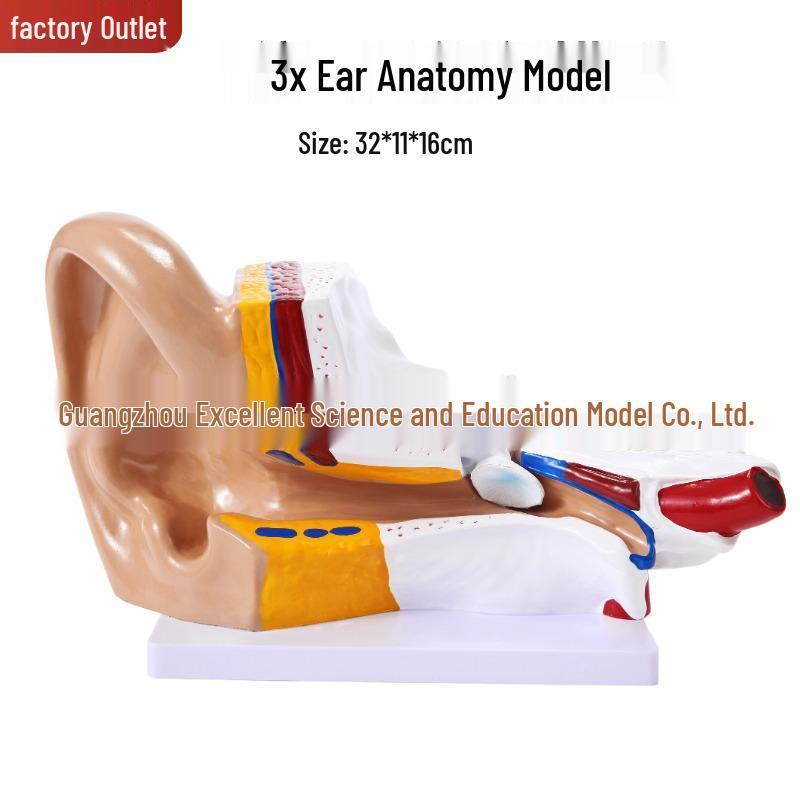 Triple Ear Anatomy Desktop Model: Outer, Middle, Inner Ear Structure for Teaching Unit