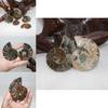 Elegant Pair Natural Ammonite Fossil Conch Specimen For Healing And Home Decor